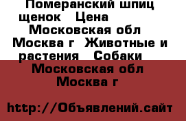 Померанский шпиц щенок › Цена ­ 27 000 - Московская обл., Москва г. Животные и растения » Собаки   . Московская обл.,Москва г.